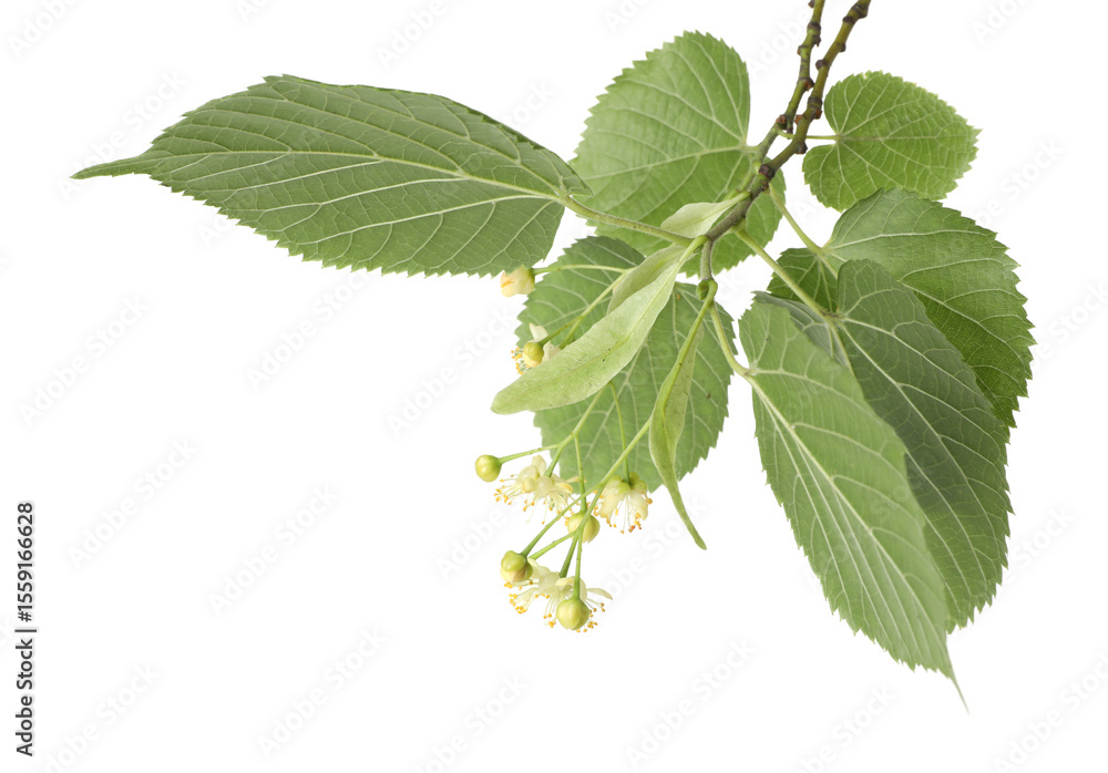 Fototapeta premium Linden branch with beautiful flowers and leaves isolated on white
