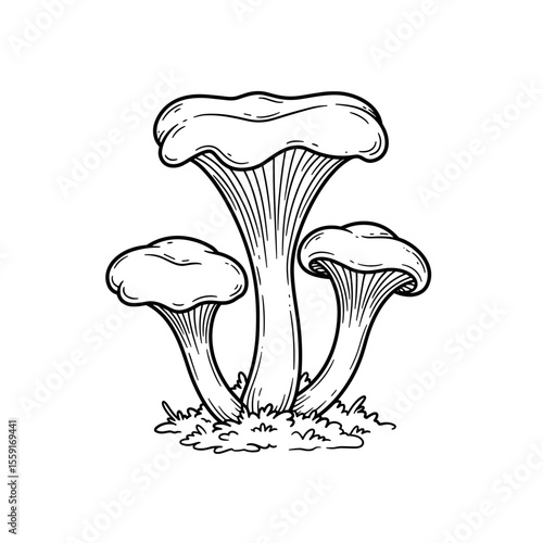 Three chanterelle mushrooms sketch on forest floor background