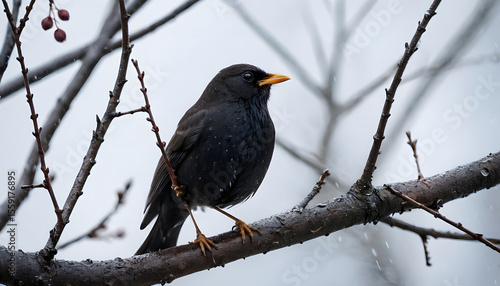 Black bird perched on leafless tree branch