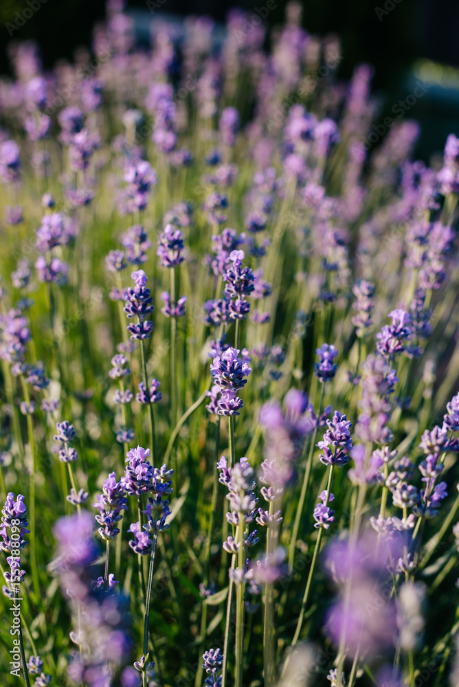 Fototapeta premium lavender blooming in the garden