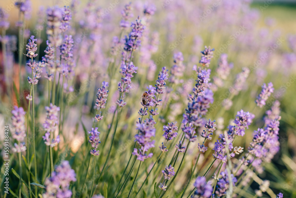 Naklejka premium Bee on blooming lavender in a garden
