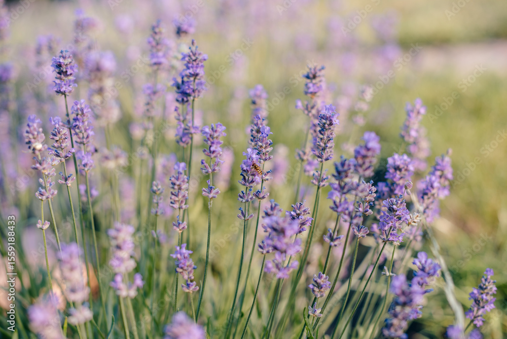 Naklejka premium Bee on blooming lavender in a garden