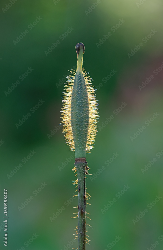 Fototapeta premium green poppy bud backlit with sunshine