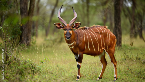 Striped antelope with large horns bongo antelope brown