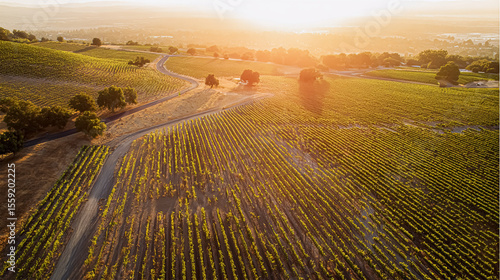 vineyard landscape at sunset view from above