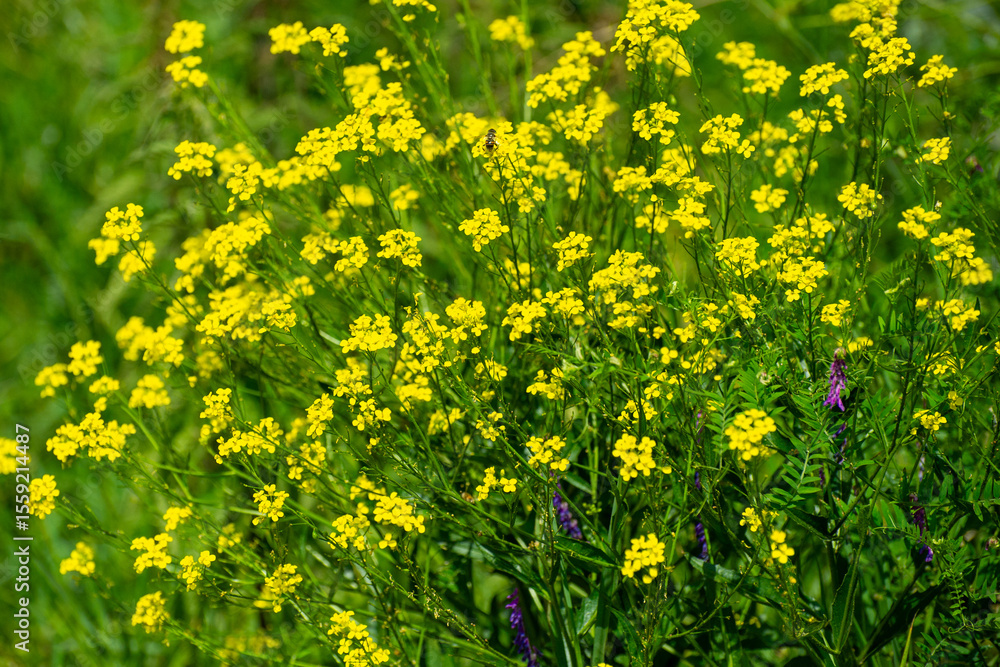 Obraz premium a yellow flowers background