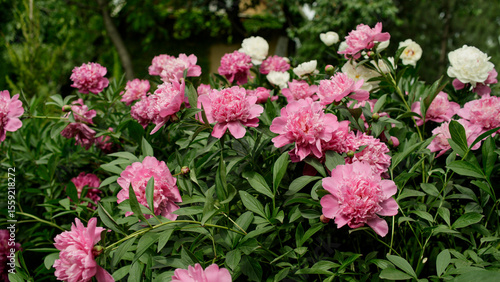 Fototapeta Naklejka Na Ścianę i Meble -  A bush of pink double peonies blooms in the garden