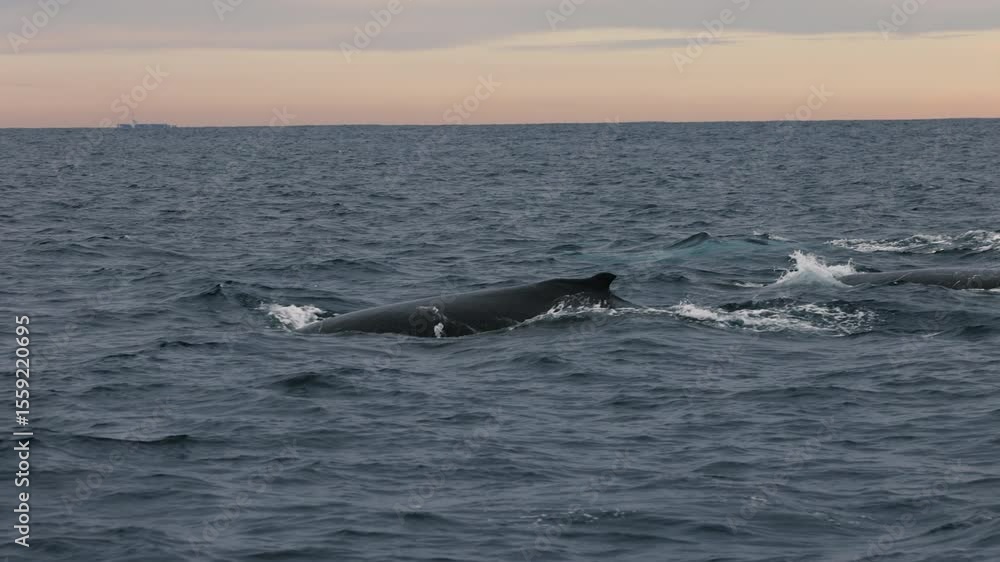 Large humpback whales swimming north on their way up the coast during migration. Captured in slow motion under an afternoon pastel sky. Large humpback whales swimming north on their way up the coast during migration. Captured in slow motion under an afternoon pastel sky.