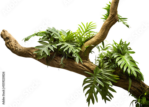 Fototapeta Naklejka Na Ścianę i Meble -  twisted jungle branch growing plants isolated on white background PNG ,AI GENERATED
