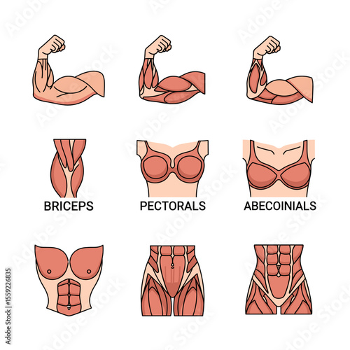 Human Muscle Anatomy Biceps, Pectorals, and Abdominals Illustrations