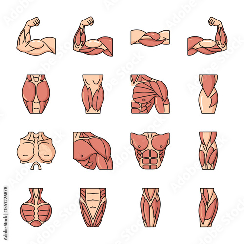 Human Anatomy Muscle System Illustrations Detailed Guide to Biceps, Triceps, and More