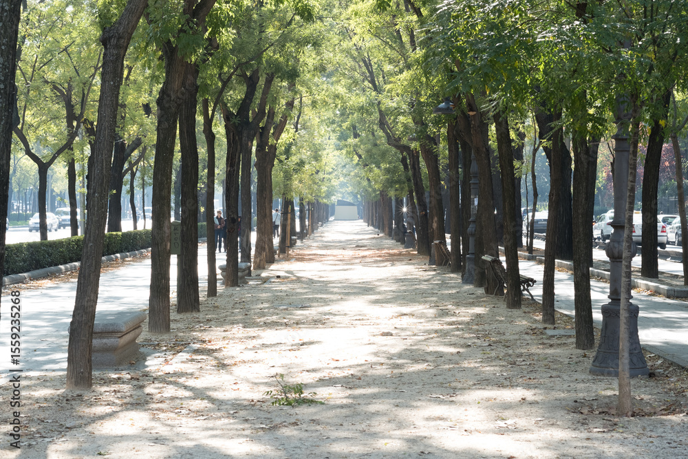 Fototapeta premium summer in the city