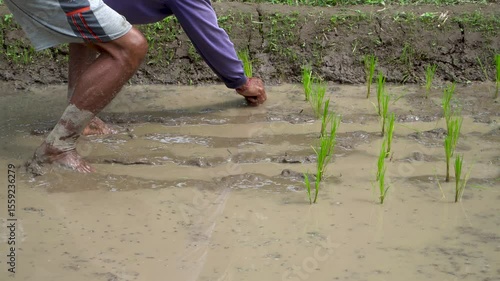 Rice Farming in Tropical Fields An Adventitious Traditional Method of Cultivation