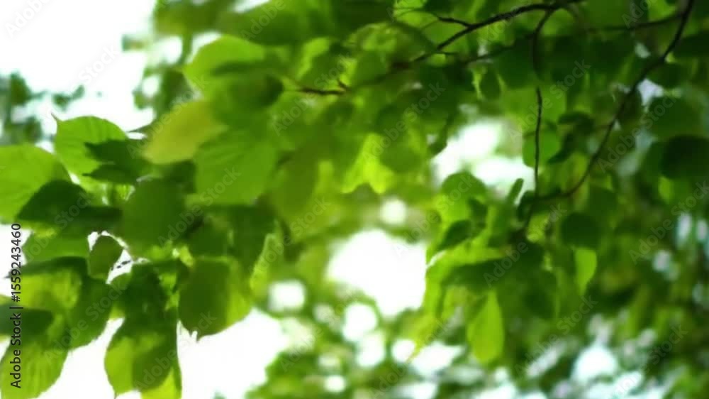 Bright Green Tree Leaves Swaying Gently in Sunlight