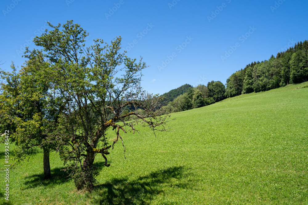 Green meadow with trees and clear blue sky in summer Green meadow with trees and clear blue sky in summer