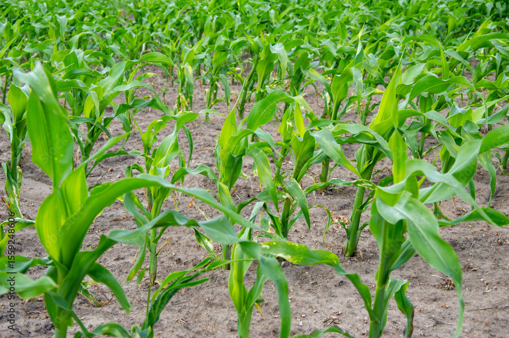 Obraz premium Rows of healthy corn plants thrive in a lush rural field, basking in the sunlight of the early summer season