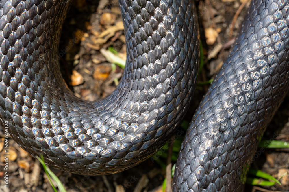 Obraz premium Black snake. Big black surface features scales, creating an exotic and dangerous aesthetic. Perfect for nature, wildlife, or design backgrounds. Forest Cobra. Black Cobra.