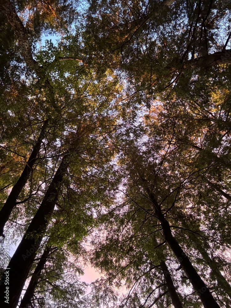 Obraz premium looking up at the trees