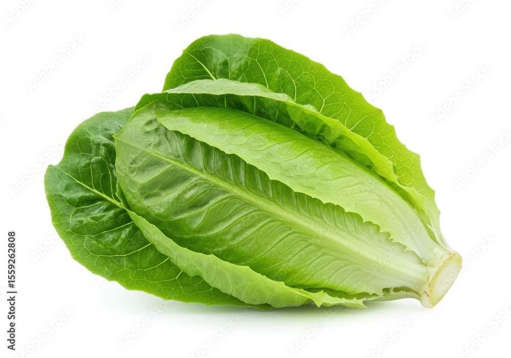 A fresh and crisp head of romaine lettuce with vibrant green leaves on white background A fresh and crisp head of romaine lettuce with vibrant green leaves on white background
