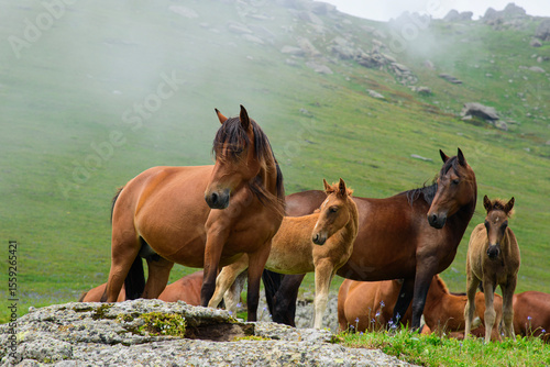 horses in the mountains