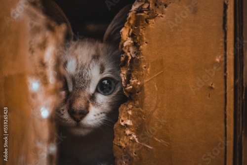Fotografi Playful kitten hiding in a box