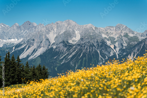 yellow flowers in the mountains - Dachstein glacier in the background
