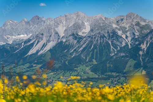 yellow flowers in the mountains - Dachstein glacier in the background