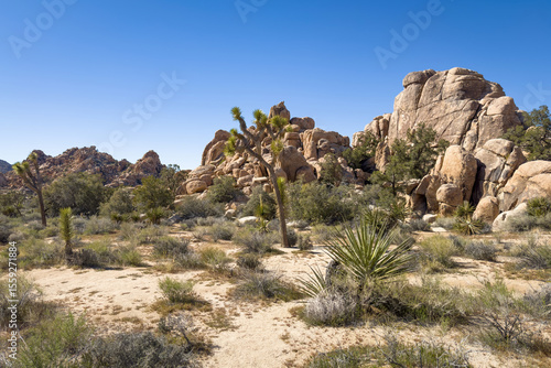 Scenic view of rock formation and Yucca Palm trees at Hidden Valley Trail, Joshua Tree National Park, California, United States
