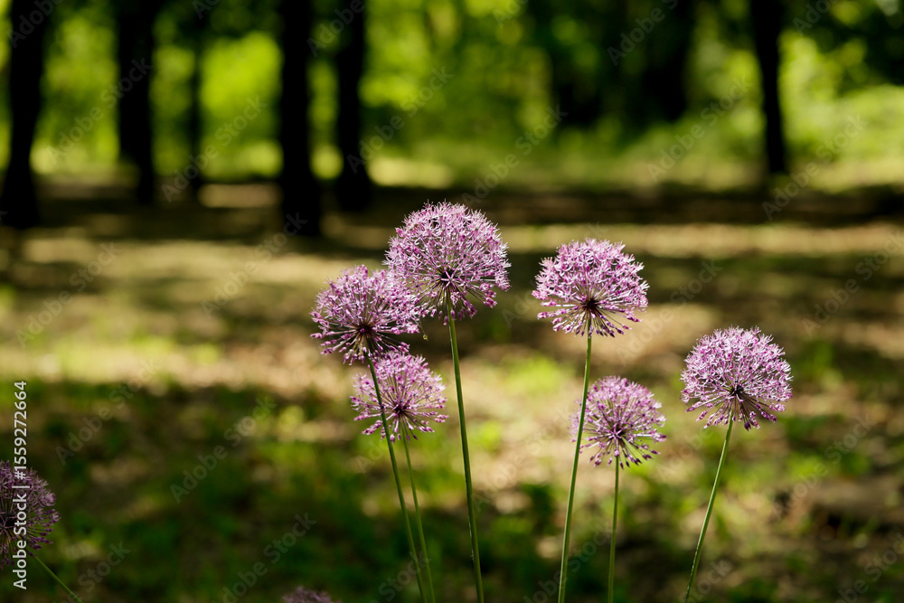 Fototapeta premium closeup purple flowers 