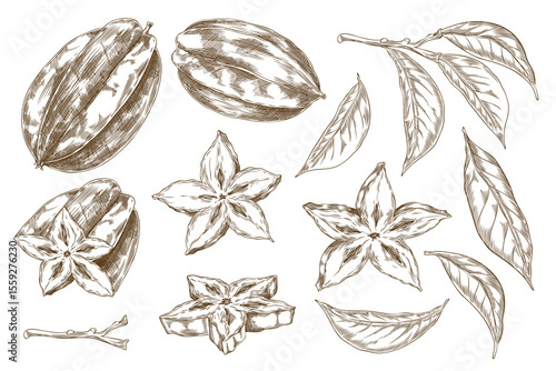 Tableau sur toile Monochrome sketch of carambola fruits, whole, pieces, leaves and branch