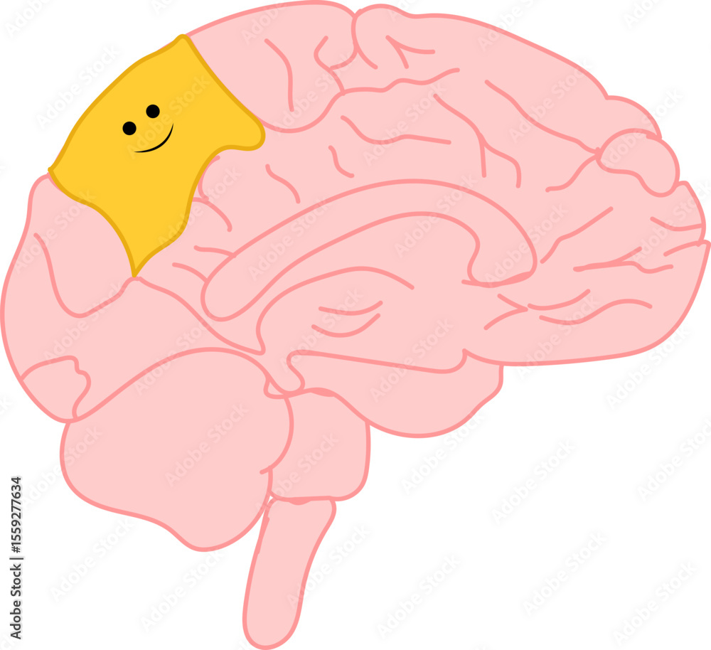 Brain illustration locating where the happiness is displayed when felt Brain illustration locating where the happiness is displayed when felt