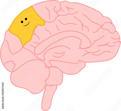 Brain illustration locating where the happiness is displayed when felt