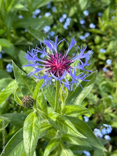 Centaurée des montagnes