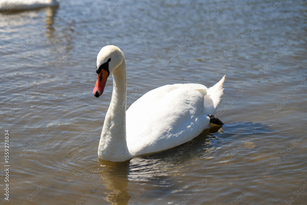 Obraz premium Graceful White Swan Gliding on a Sunny Lake