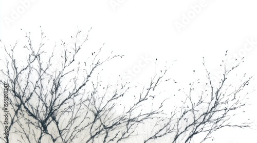 Black branches on white background