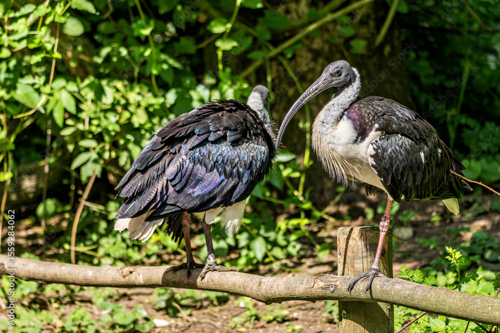Fototapeta premium The Straw-necked Ibis, Threskiornis spinicollis is a bird of the ibis family