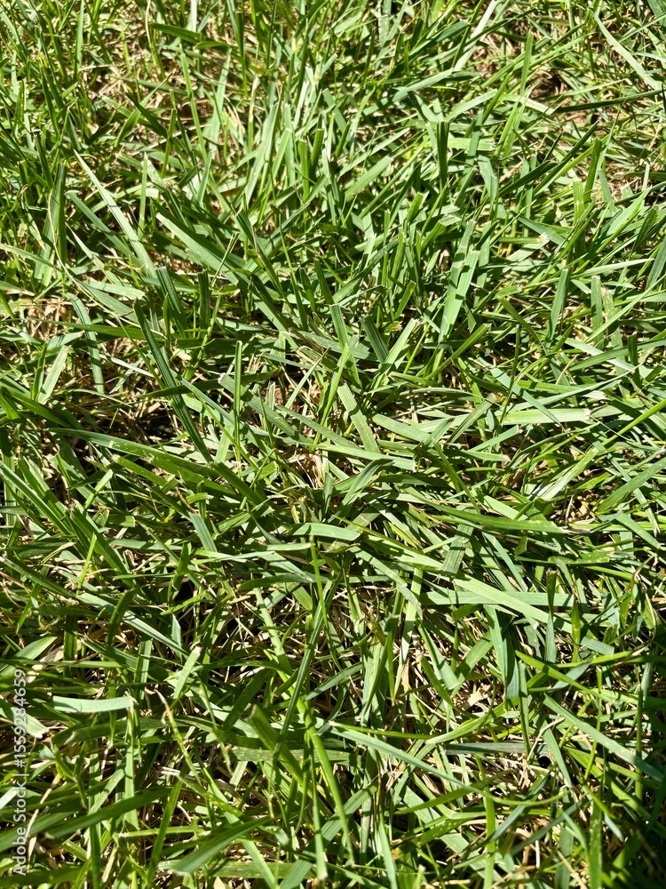 Obraz premium green grass 