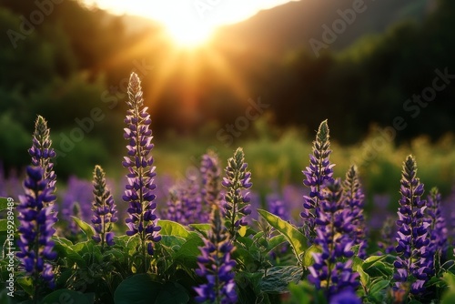 Sunset Over a Field of Wildflowers in the Mountains With Vibrant Purple Blooms