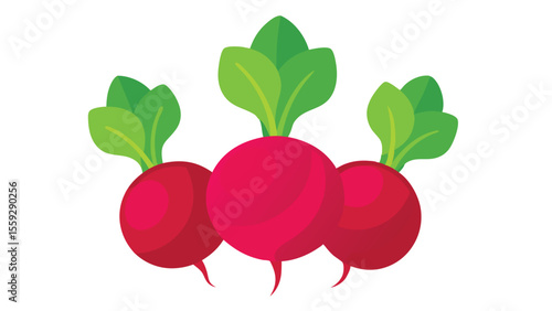 Simple vector illustration of beetroot
