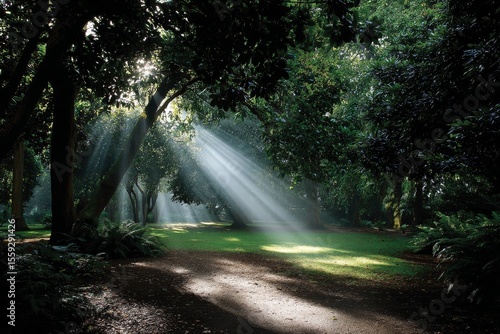 Sunlight Filtering Through Trees in a Serene Forest During Morning Hours
