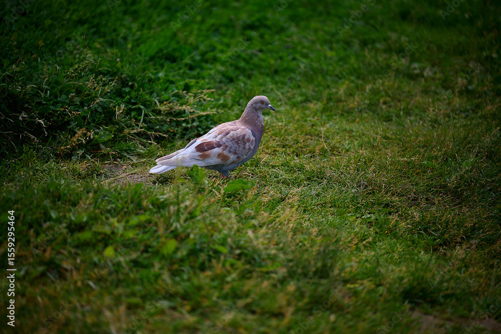 pigeon in the park on the grass pigeon in the park on the grass