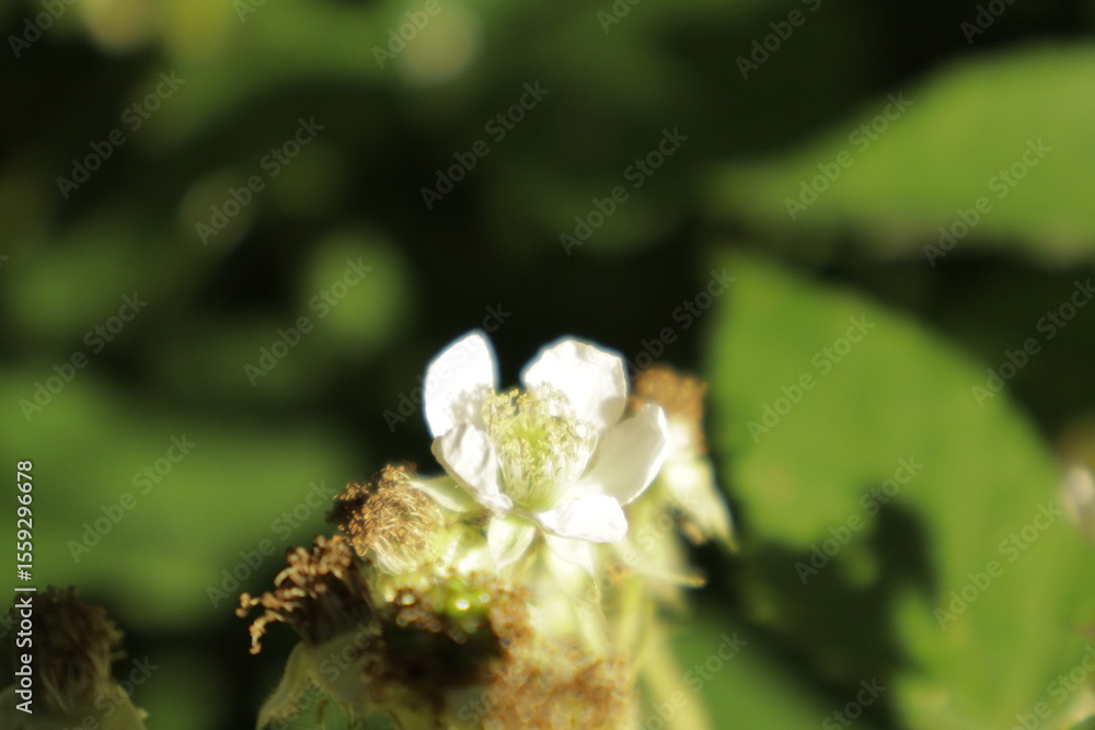 Detailed dreamy macro shots of delicate blackberry flowers, showcasing white petals with subtle pink hues against a soft, green blurred background Detailed dreamy macro shots of delicate blackberry flowers, showcasing white petals with subtle pink hues against a soft, green blurred background