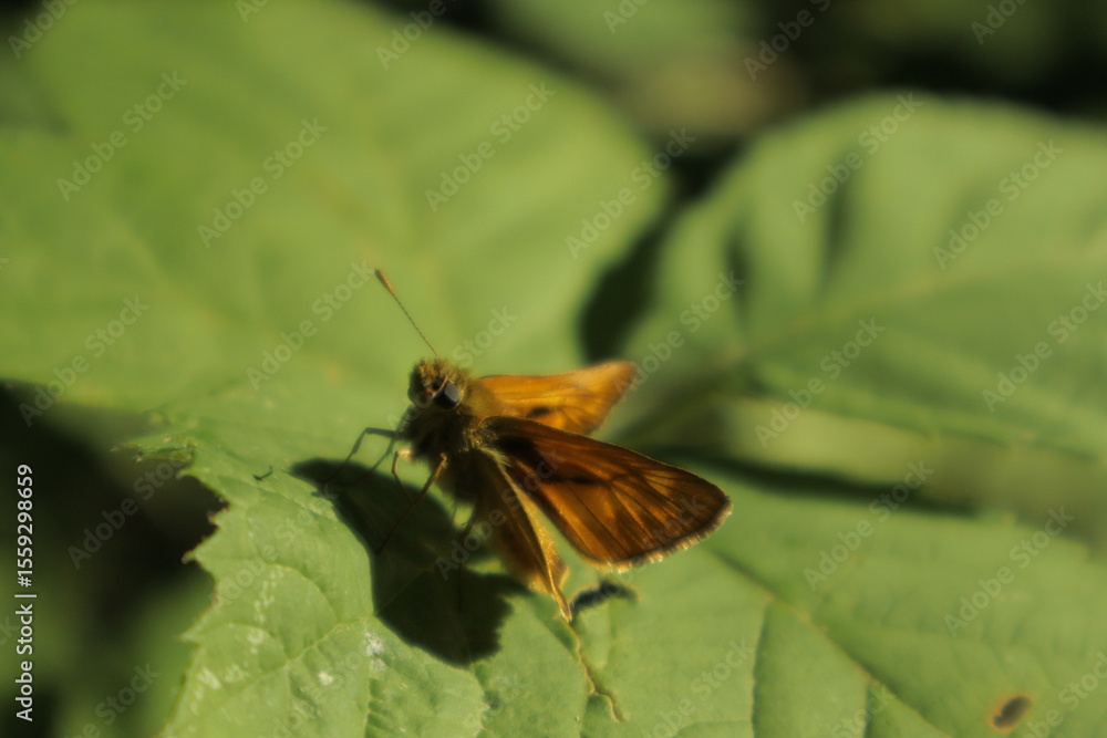 An Essex Skipper butterfly with orange wings perches on a green leaf under midday sun against a soft, blurred foliage background highlighting its vibrant contrast An Essex Skipper butterfly with orange wings perches on a green leaf under midday sun against a soft, blurred foliage background highlighting its vibrant contrast