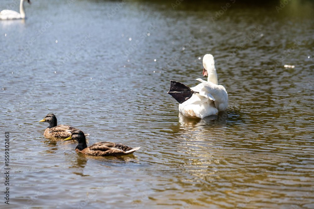 Fototapeta premium White Swan on a Peaceful Lake