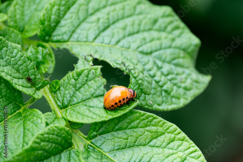 Colorado potato beetle larva on a large green potato leaf, close-up