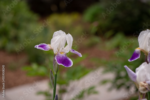 purple and white iris flower in garden