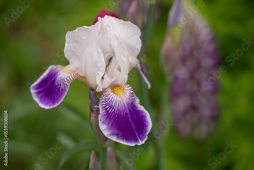 purple and white iris flower close up