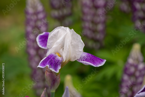 purple and white iris flower in garden 