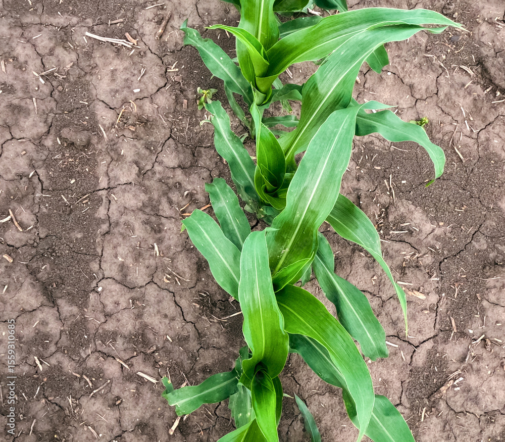 Fototapeta premium Overhead closeup view of young corn plants in an agricultural field. Captured in early June in the Midwest USA. Fertile soil in the background.