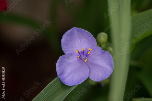 purple flower up close